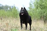 SCHIPPERKE 560